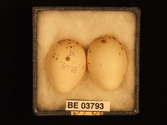 Two bird eggs in box with specimen labels.