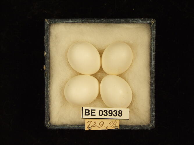 Four bird eggs in box with specimen labels.