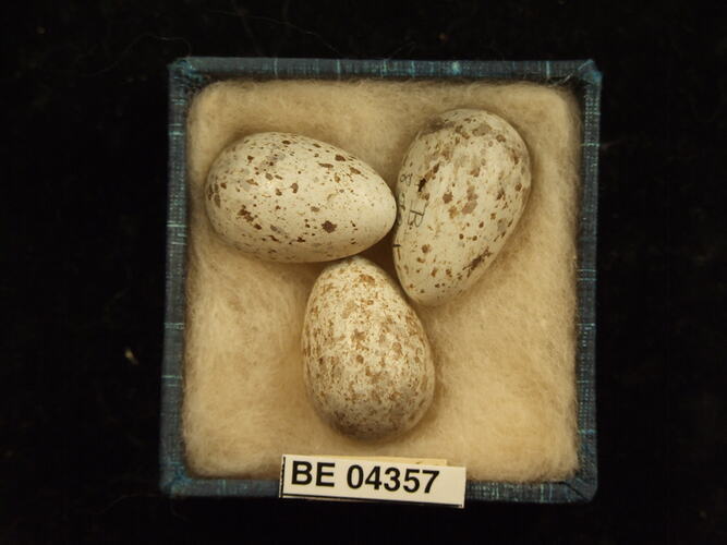 Three bird eggs in box with specimen labels.