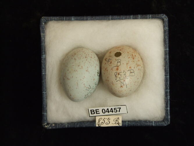 Two bird eggs with specimen labels in box.