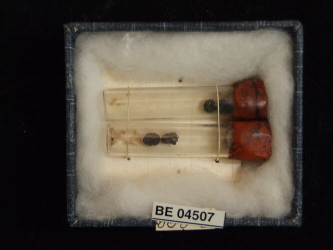 Broken bird eggs in vials with specimen labels.