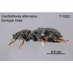 Beetle specimen, male, lateral view.