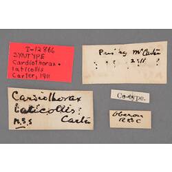 Entomology type specimen labels.