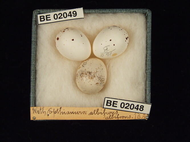 Three bird eggs with specimen labels in box.
