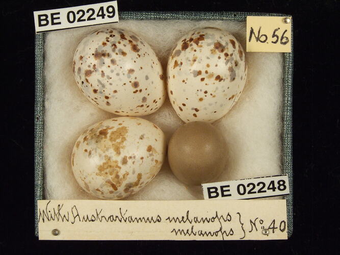 Four bird eggs with specimen labels in box.