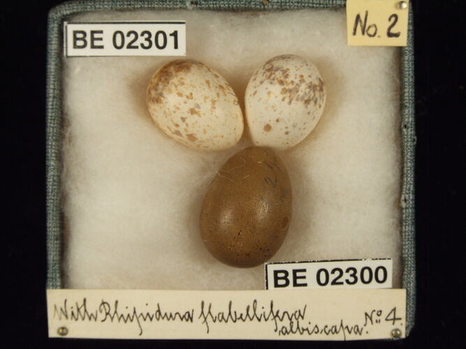 Three bird eggs with specimen labels in box.