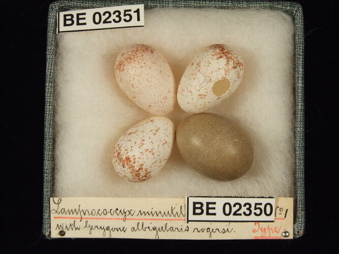 Four bird eggs with specimen labels in box.