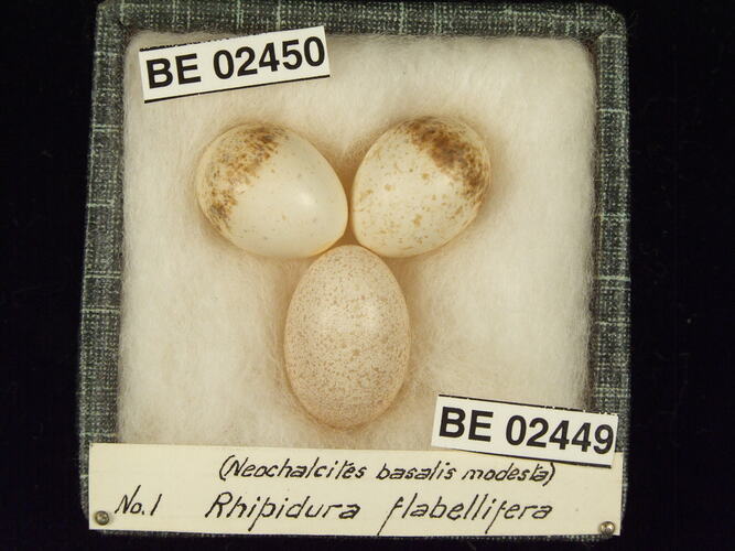 Three bird eggs with specimen labels in box.