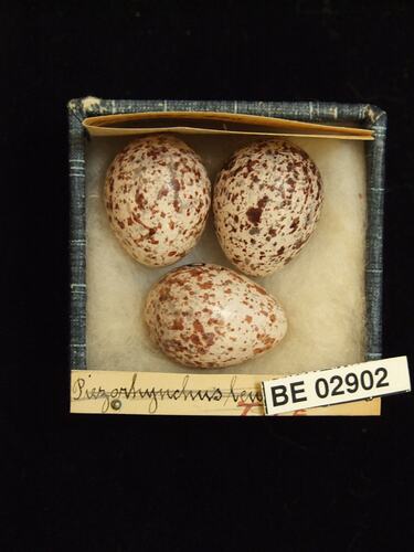 Three bird eggs with specimen labels in box.