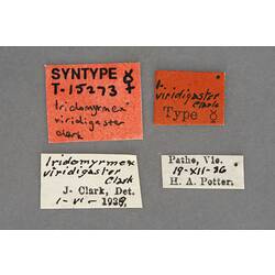 Entomology type specimen labels.