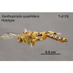 Ichneumon wasp specimen, lateral view.