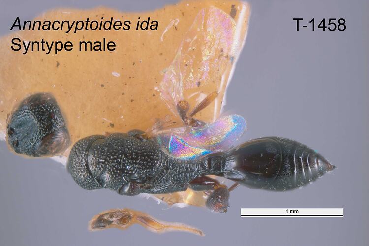 Wasp specimen, male, dorsal view.