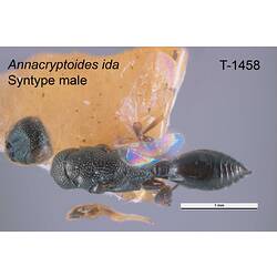 Wasp specimen, male, dorsal view.