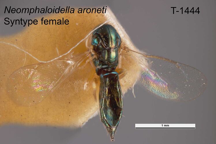 Wasp specimen, female, dorsal view.
