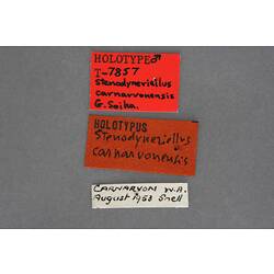 Entomology type specimen labels.