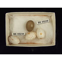 <em>Acanthiza ewingii ewingii</em>