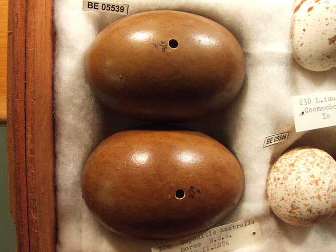 Close up of bird eggs and specimen labels.