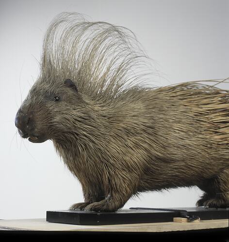 Mounted crested porcupine specimen.