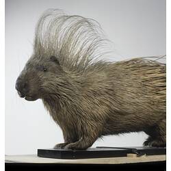 Mounted crested porcupine specimen.