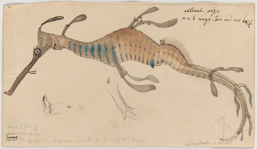 Pencil and watercolour drawing of a weedy seadragon.