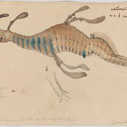 Watercolour illustration - Common Seadragon, Phyllopteryx taeniolatus, Ludwig Becker, 14 Dec 1858