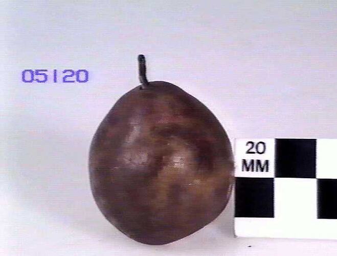 Pear Model - Winter Nelis, Toorak, Victoria, 1875