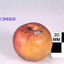 Apple Model - Ginston's Nonpareil, Greensborough, Victoria, 1875