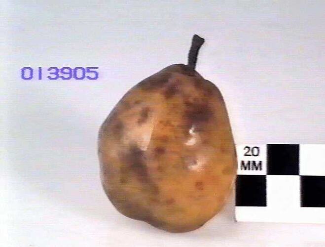 Pear Model - Duchess D'Angouleme, Hawthorn, Victoria, 1875
