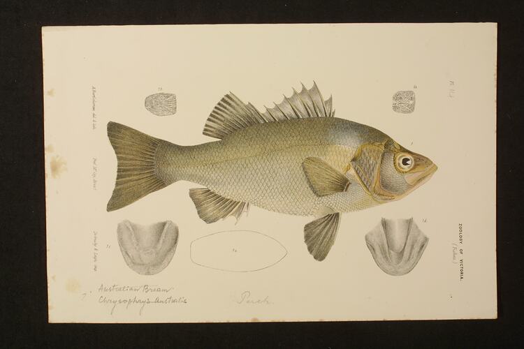Estuary Perch, Macquaria colonorum. Proof