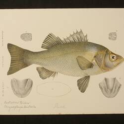 Estuary Perch, Macquaria colonorum. Proof