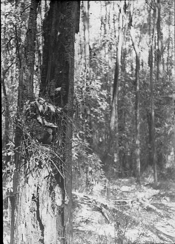 Lantern Slide - Silvertail Nest, Sherbrooke, Victoria, Sep 1938 [BA 1514]