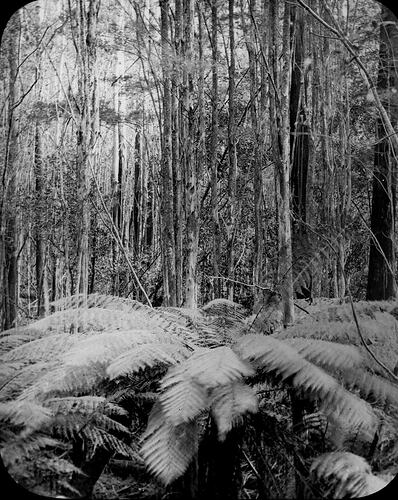 Lantern Slide - Mast Gully, Upwey, Victoria, Date Unknown [BA 1614]