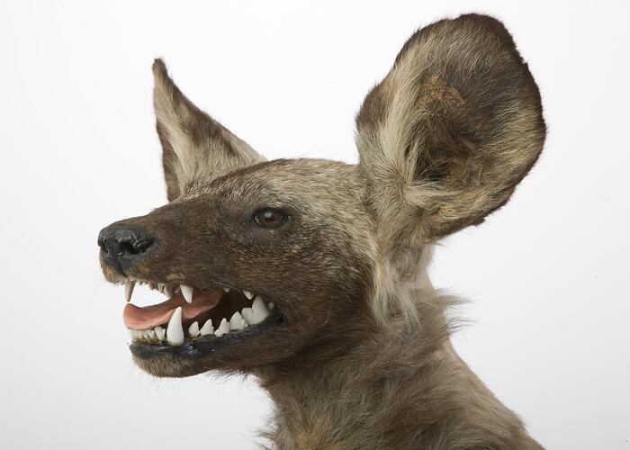 Side view of head of mounted wild dog specimen.