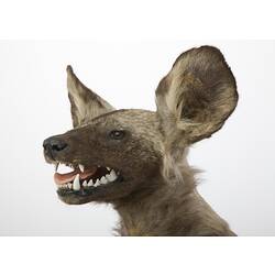 Side view of head of mounted wild dog specimen.