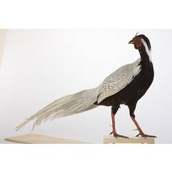Side view of black and white bird specimen with long white tail.