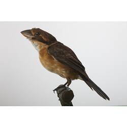 <em>Clytoceyx rex rex</em>, Shovel-billed Kookaburra, mount.  Registration no. 57342.