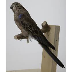 <em>Neopsephotus bourkii</em>, Bourke's Parrot, mount.  Registration no. B 32883.