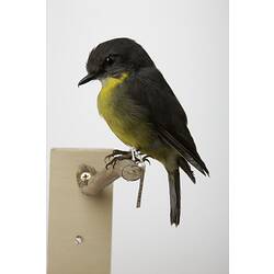 <em>Eopsaltria australis australis</em>, Eastern Yellow Robin, mount.  Registration no. B 21487.
