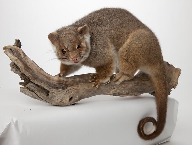 <em>Pseudocheirus peregrinus</em>, Common Ringtail Possum, mounted specimen. Registration no. C 29766.