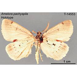 Moth specimen, ventral view.