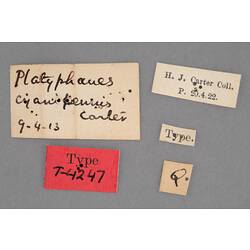 Entomology type specimen labels.