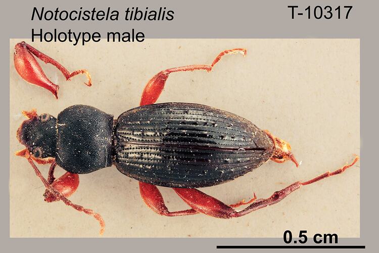 Beetle specimen, male, dorsal view.