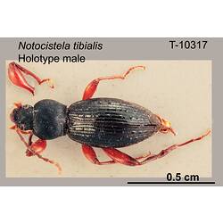 <em>Notocistela tibialis</em> Carter, 1915