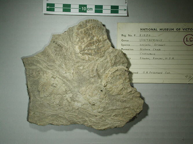 <em>Uintacrinus socialis</em>, fossil crinoid.  Registration no. P 21504.