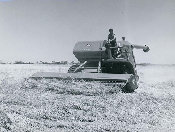 Man driving a harvester in field of downed crop.