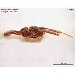 Bug specimen, lateral view.