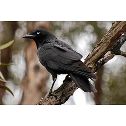 Australian Raven perched on branch.