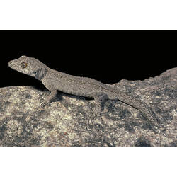 An Eastern Spiny-tailed Gecko on top of a rock.