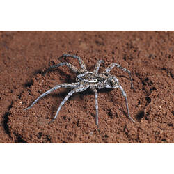 A Wolf Spider crawling across dirt.