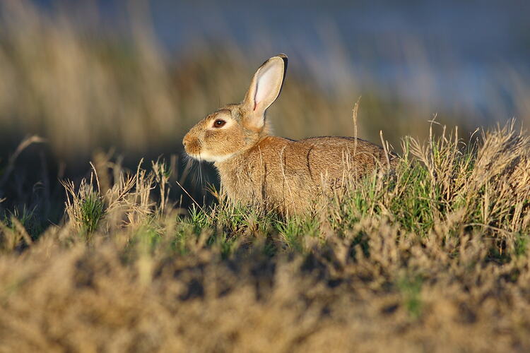 A European Rabbit resting in grass.